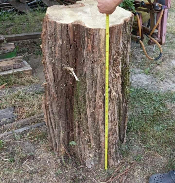 Zdjęcie do Nasz Kasztanek